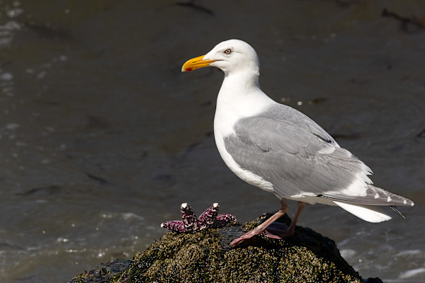 Seagull and friend by EB. Photography