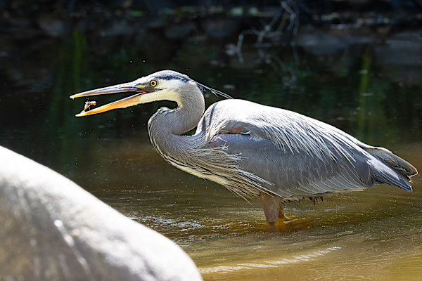 Heron tossing a fish by EB. Photography