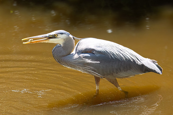 A Heron’s dinner by EB. Photography