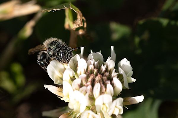 Gathering pollen by EB Photography
