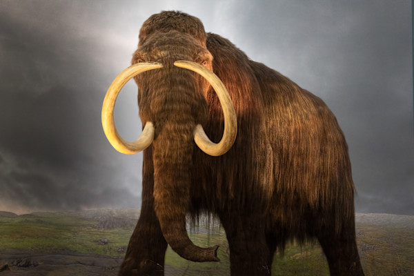 Prehistoric Bohemoth by EB Photography