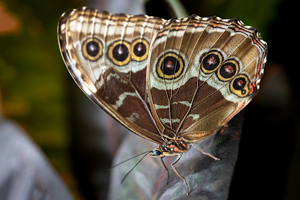 Common Blue Morpho by EB Photography