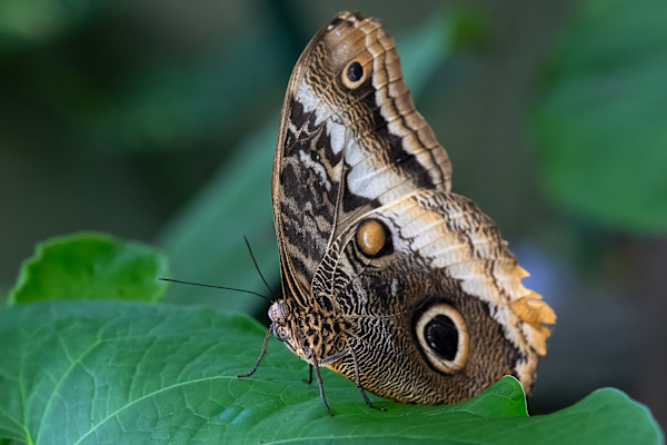 Yellow-edged Giant Owl 3 by EB Photography