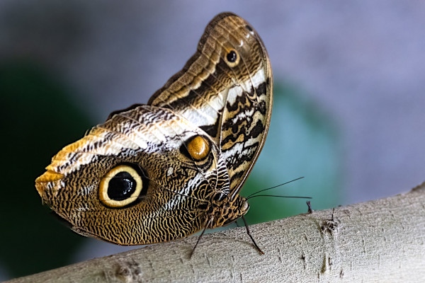 Yellow-edged Giant Owl by EB Photography