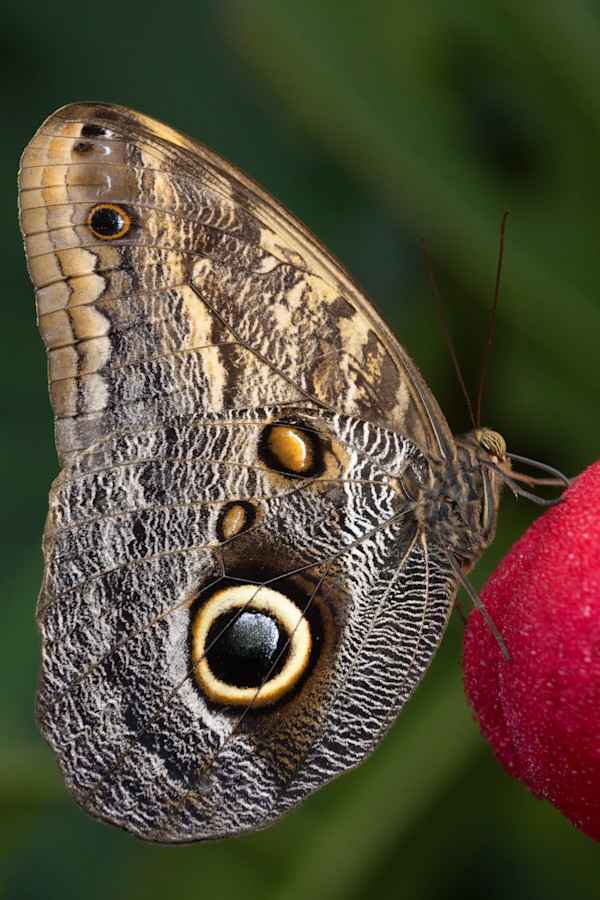 Dark owl-butterfly by EB Photography