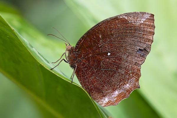 Common Palmfly by EB. Photography