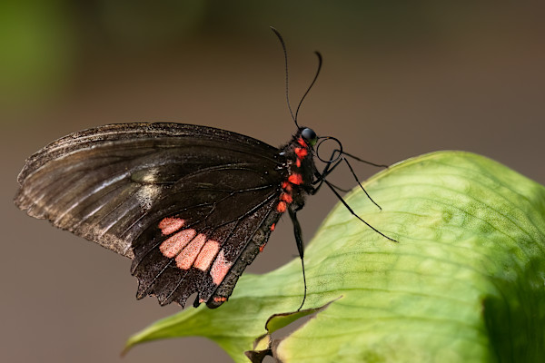 Ruby-spotted swallowtail 2 by EB. Photography