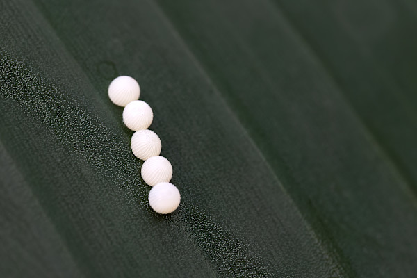 Butterfly eggs by EB Photography