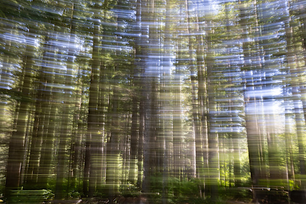 Trees in motion by EB. Photography