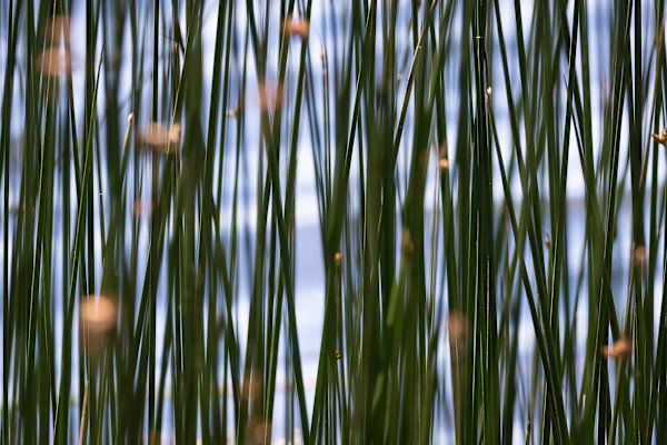 Elk Lake reeds by EB Photography