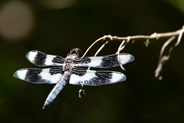 Eight-spotted skimmer by EB Photography