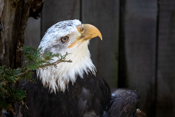 Am I handsome? by EB. Photography