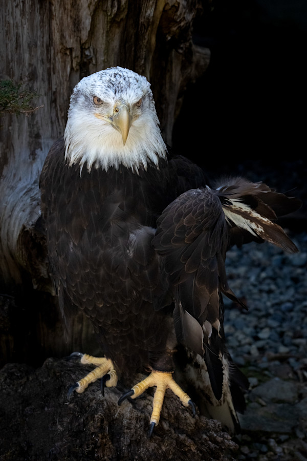Rehab Bald Eagle by EB Photography