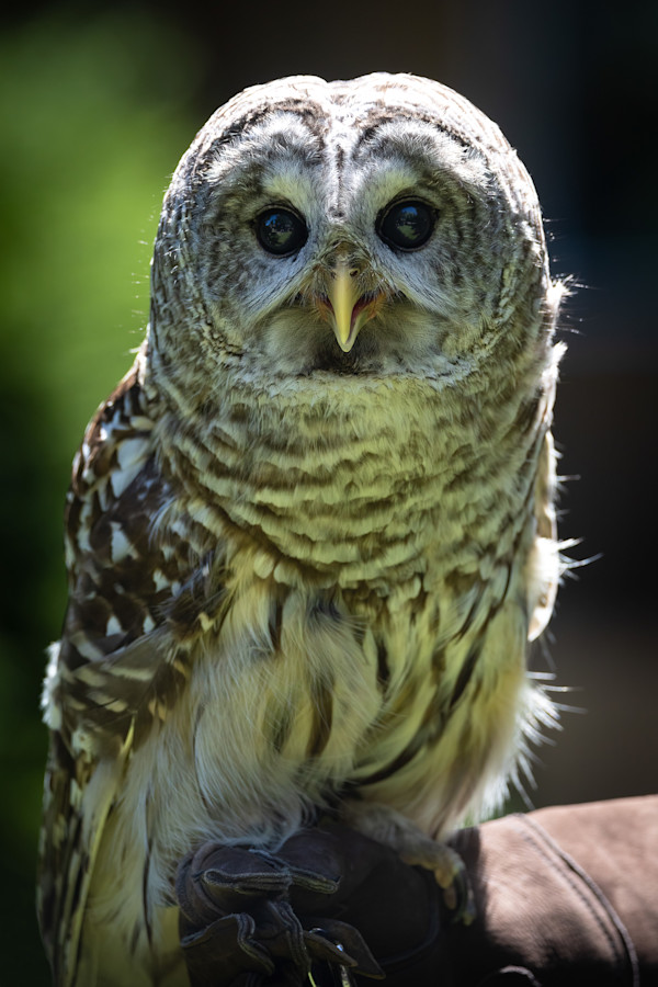 Obedient Owl by EB Photography
