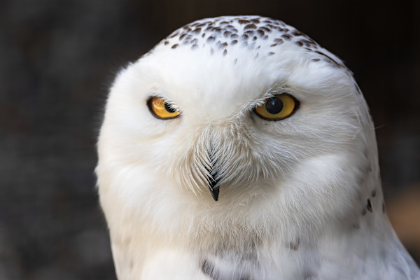 Angry Owl by EB Photography