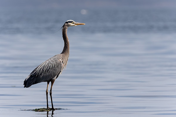 Contemplative Heron by EB Photography