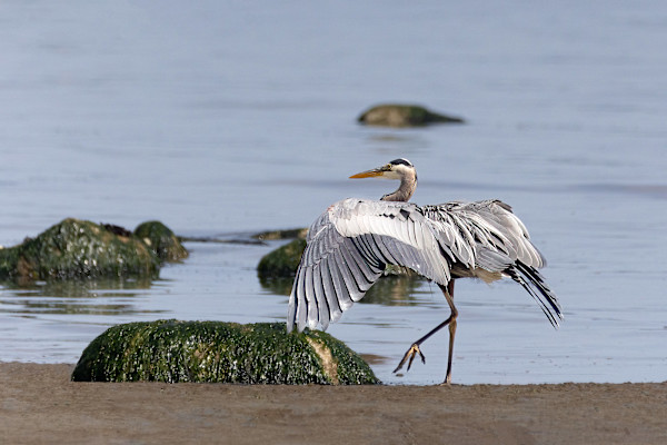 Heron at touchdown by EB Photography