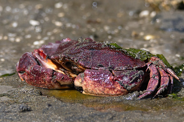 Crusty crustacean by EB Photography