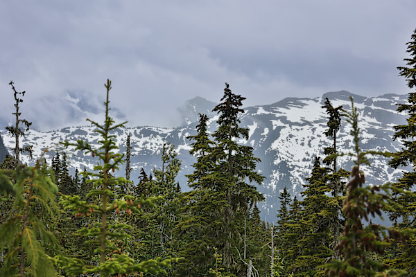 Majestic peaks beyond the pines by EB Photography
