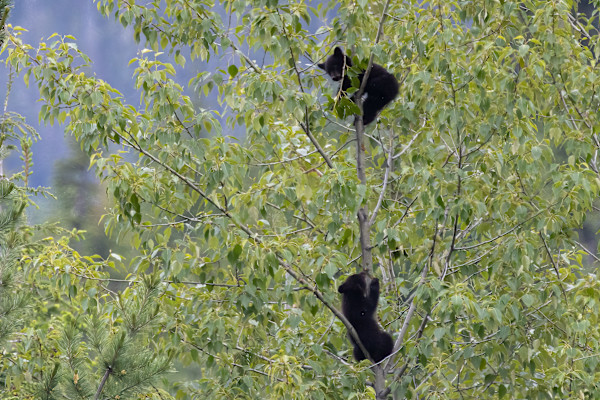 Climbing cubs by EB Photography