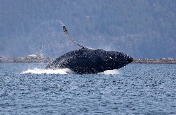 Breaching by EB. Photography
