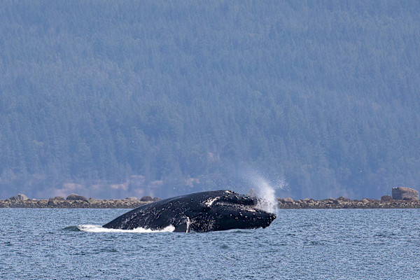 Breaching beauty by EB Photography