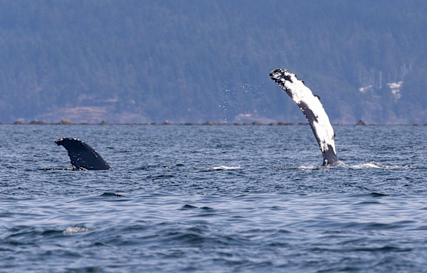 Fins out of water by EB Photography