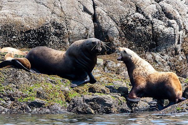 Grumpy seals by EB. Photography