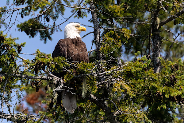 Majestic sentry by EB Photography