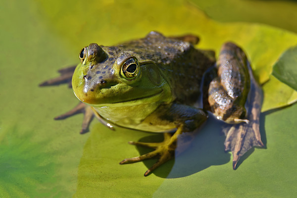 Ribbit by EB Photography