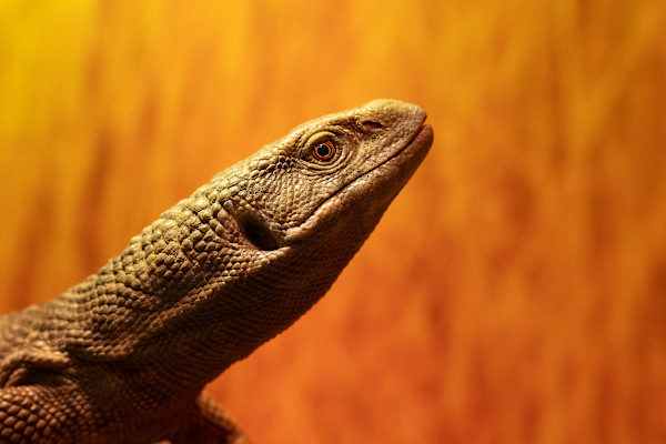 In the spotlight by EB Photography