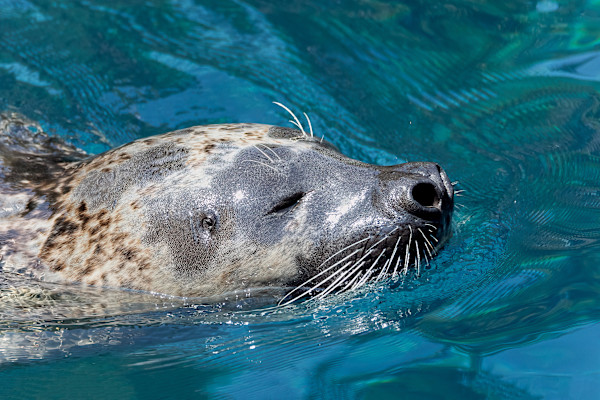Serene seal swimming by EB. Photography