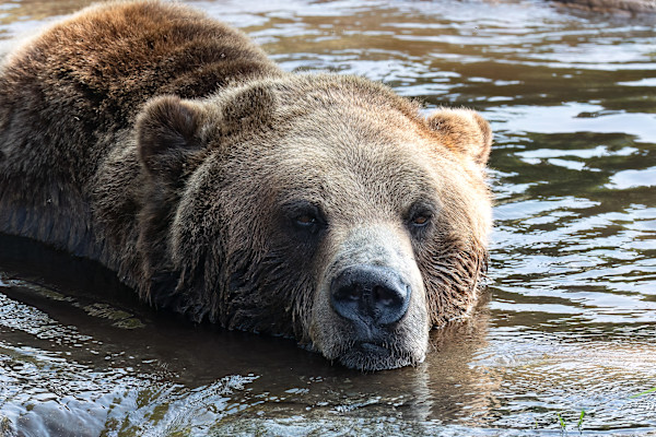 Bearly relaxing by EB. Photography