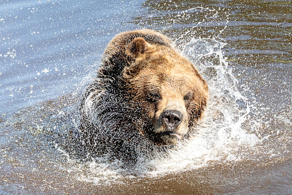 Shake it baby! by EB Photography
