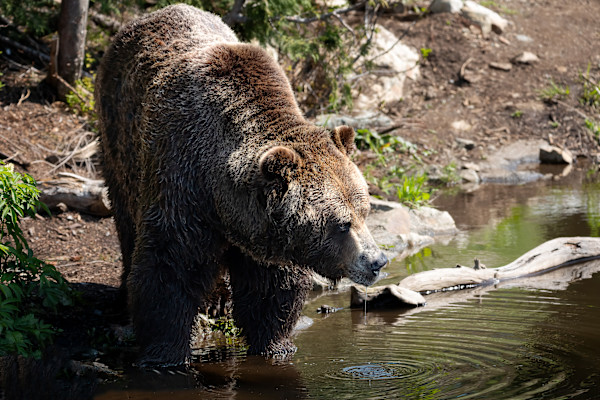 Grizzly gaze by EB Photography