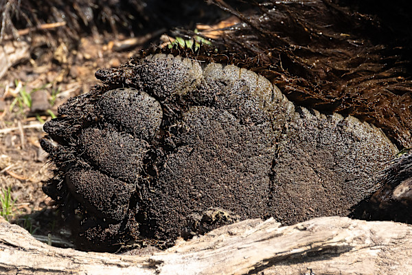 Grizzly Bear foot by EB. Photography