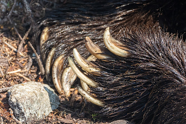 Talons by EB Photography