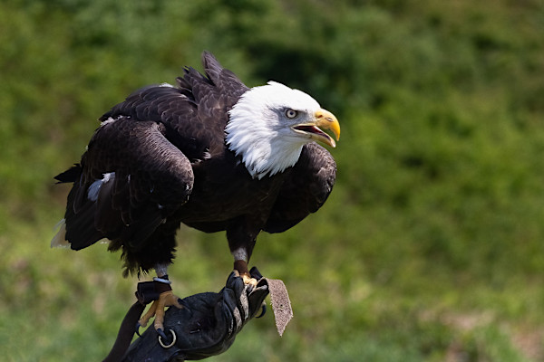 Tamed majesty? by EB. Photography