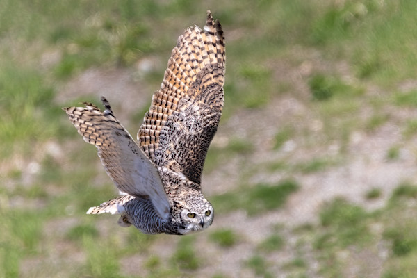 Pilot in flight by EB Photography