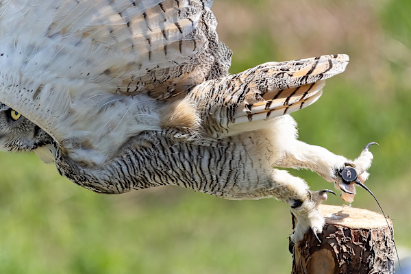 Take off by EB. Photography