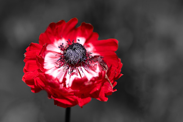 A single poppy by EB. Photography