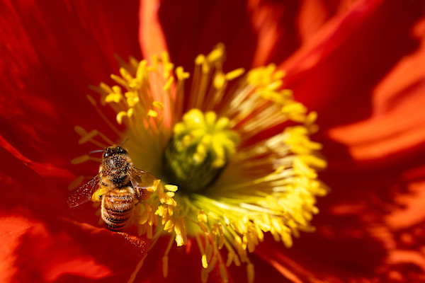 Peace in sunshine by EB. Photography