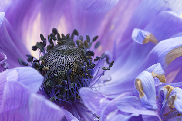 Purple kingdom by EB. Photography