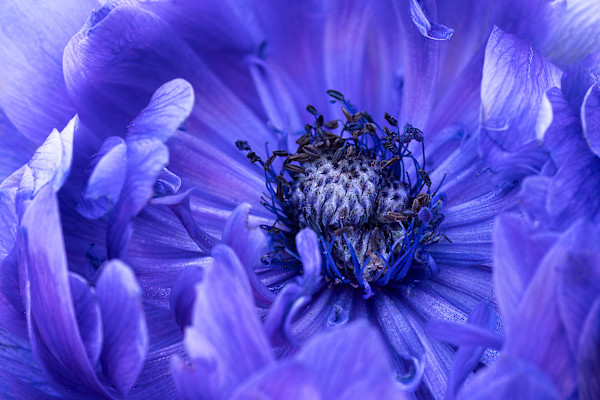 Purple perfection by EB Photography