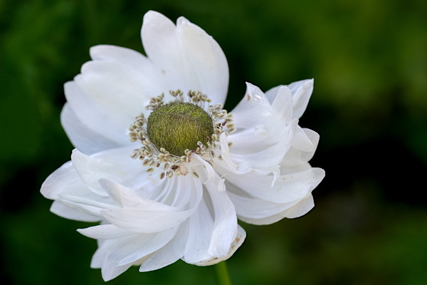 Elegance by EB Photography
