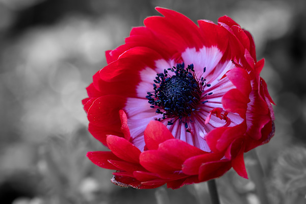 Heart of nature by EB Photography