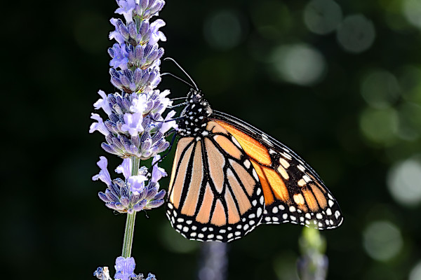 Majestic Monarch by EB Photography