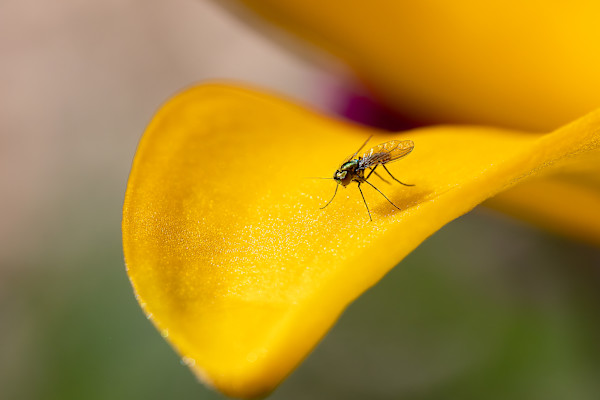 Tiny kingdom by EB Photography