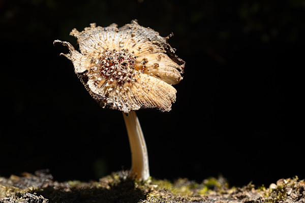 Death in sunlight by EB Photography