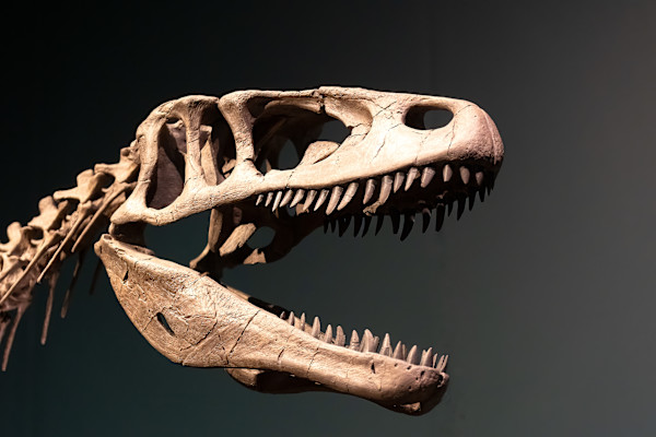 Dino portrait by EB Photography